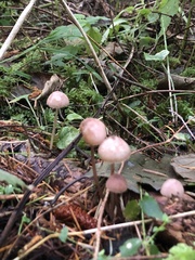 Mycena rosella