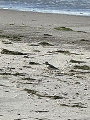 Charadrius obscurus aquilonius