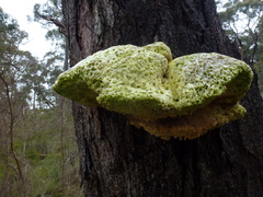 Laetiporus portentosus