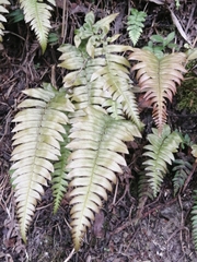 Blechnum occidentale