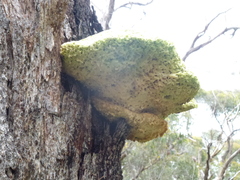 Laetiporus portentosus