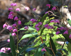 Dendrobium kingianum