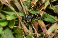 Polyrhachis lydiae