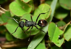 Polyrhachis lydiae