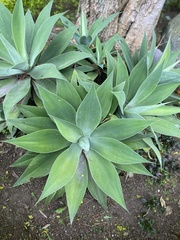 Agave