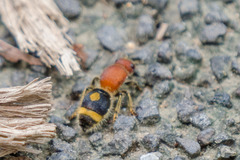 Odontomutilla uranioides