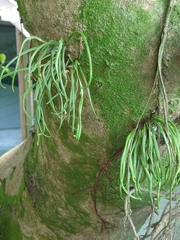 Lepisorus thunbergianus