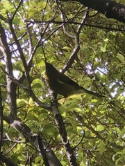 Anthornis melanura melanura