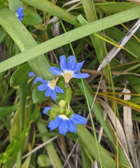 Scaevola calendulacea