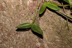 Dendrobium aemulum