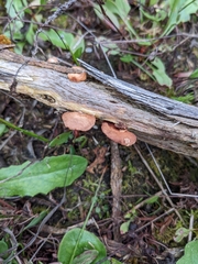 Deconica horizontalis