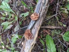 Deconica horizontalis