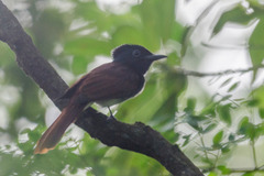 Terpsiphone atrocaudata