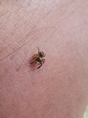 Euophrys frontalis
