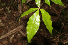 Pseudoweinmannia lachnocarpa