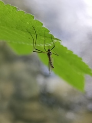 Blepharicera fasciata