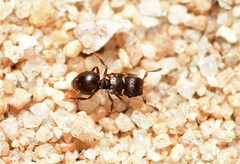 Meranoplus