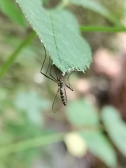Blepharicera fasciata