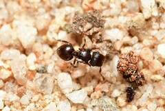 Meranoplus