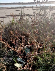 Limonium californicum