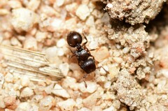 Meranoplus