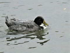 Anas platyrhynchos domesticus