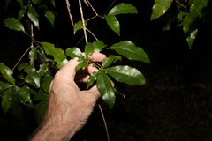 Pseudoweinmannia lachnocarpa