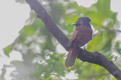 Terpsiphone atrocaudata