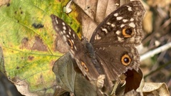 Junonia lemonias aenaria