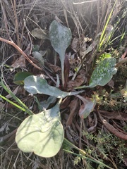 Limonium californicum