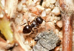 Meranoplus