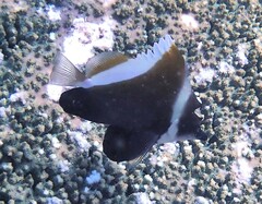Heniochus varius