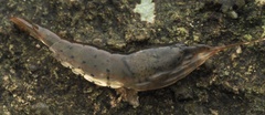 Caridina cantonensis