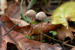 Psathyrella