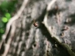 Parasteatoda lunata