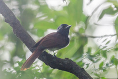 Terpsiphone atrocaudata