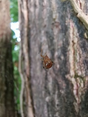 Parasteatoda lunata