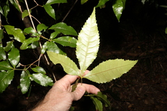 Pseudoweinmannia lachnocarpa