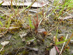 Centrolepis aristata