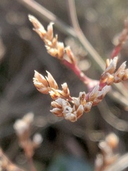 Limonium californicum