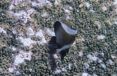 Heniochus varius