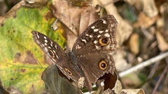 Junonia lemonias aenaria