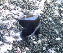 Heniochus varius
