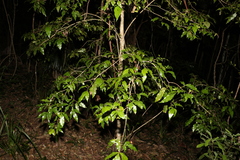 Pseudoweinmannia lachnocarpa