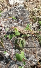 Sceloporus horridus