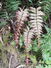 Blechnum occidentale