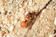 Meranoplus