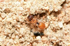 Meranoplus
