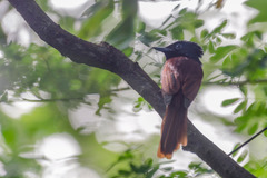 Terpsiphone atrocaudata