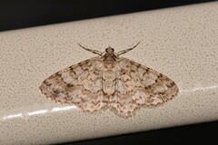 Myrioblephara desumpta